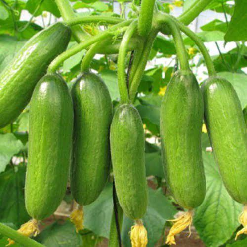 Fresh Cucumber from Pakistan for wholesale and export